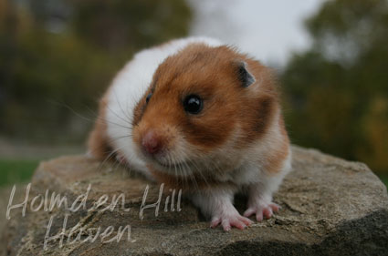 Fergie- Golden Tortoiseshell and White (Banded) Longhaired